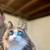 grey cat 1 thumbnail