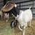 Goat Herd 9 thumbnail