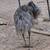 Farm Animals 15 thumbnail