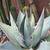 Cactus in pots/ plants 5 thumbnail