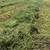Alfalfa Grass Hay 2 thumbnail