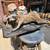 raccoon - taxidermy - large good shape - vintage 9 thumbnail