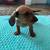 Dachshund Puppies 3 thumbnail