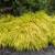 Wanted - Hakonechloa macra ‘All Gold’ 1 thumbnail