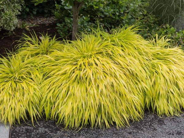 Wanted - Hakonechloa macra ‘All Gold’ 1