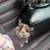 Kittens 1 thumbnail