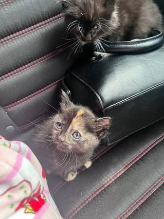 Kittens 1