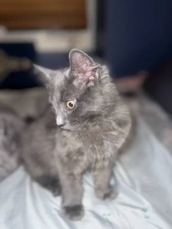 Nebelung (Staten Island)63809452852353121