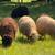 Spring Ram Lambs 1 thumbnail