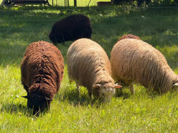 Spring Ram Lambs 1