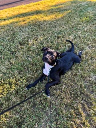 5 month old puppy64151734615299124