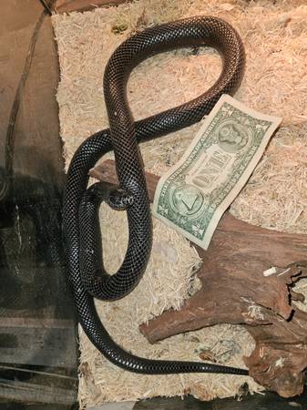 Black Mexican king snake 1