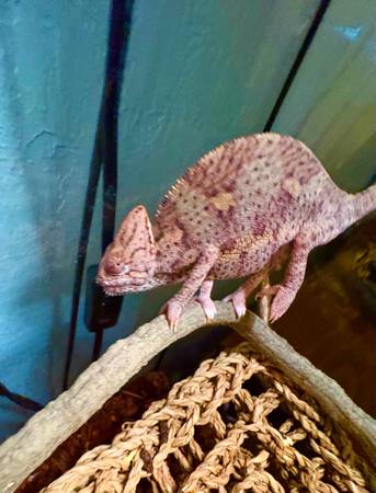 Chameleon (Wichita Falls)63852007238785121