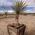 10 REASONS - IT’S TIME FOR A NEW GARDENER – JOSHUA TREE & HIGH DESERT 7 thumbnail