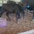 Beef heifers 2 thumbnail