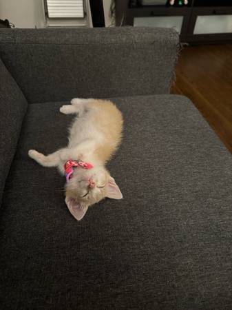 Female Kitten (Hampton)63882942449793124