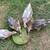 Call Ducklings mini ducks duck 3 thumbnail
