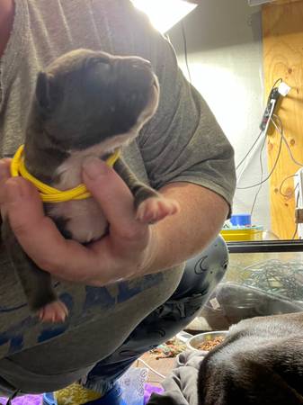 Cane corso pups for rehoming (Sw okc)63681506201091122