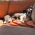 Spayed female mix 2 thumbnail