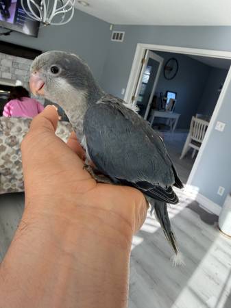 Availbird (Collinsville)538458891737507843