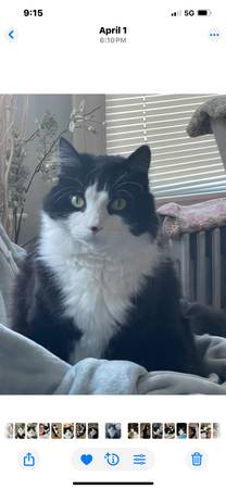 STOLEN CAT (WALTHAM)63348503952131120
