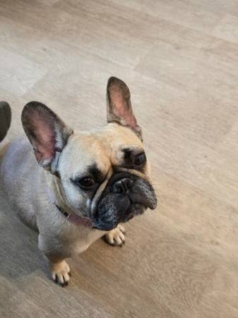 Perra Bulldog Francés de 4 años (Las Vegas)63860183926145121