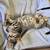 Cute Kittens: Altered with Shots and Ready for a New Home 1 thumbnail