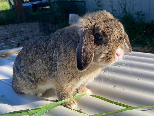 2 female Holland Lop Rabbits, hutch, feeders, waterers & feed - $125 (Snohomish)63471234887811123