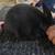 Young new zeland bunnies 5 thumbnail
