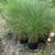 Native Plants, Flowering Perennials, Shrubs and Trees 3 thumbnail