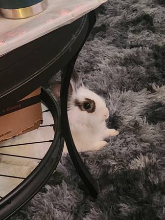 Conejo Lionhead (Nolanville)63839345120387121