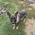 Female German Shepherd 3 thumbnail