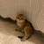 British Shorthair 3 thumbnail