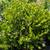 Boxwood 8 thumbnail