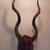 Real Greater Kudu Antelope trophy horns taxidermy 2 thumbnail