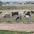 Spanish goats 2 thumbnail