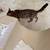 Bengal cat 4 thumbnail