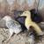 Mixed breed chicks and a male goat 5 thumbnail