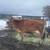 A2A2 Jersey Milk Cow 2 thumbnail