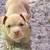 American Bully Pups 3 thumbnail