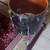 Slingerland Drumset\Drumkit - 1961 stamped - Chicago Badge - BDP 9 thumbnail