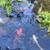 Koi fish and aquatic plants sale 5 thumbnail