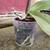 Orchid, repotted and rooted 3 thumbnail
