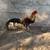 Gamefowl gallos fino 1 thumbnail