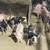 feeder pigs 6 thumbnail
