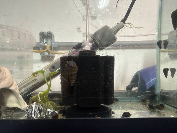 Rabbit snails 1