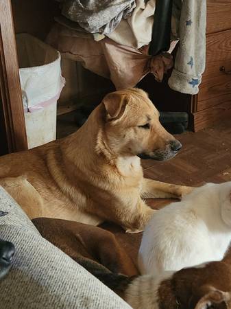 Year old female shepherd mix 1