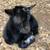 Registered Nigerian Dwarf Goat 4 thumbnail