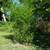 Bamboo plant 2 thumbnail