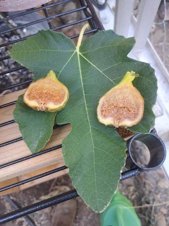 Figs for sale 1